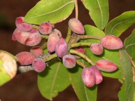 Havaların Sıcak Gitmesi Fıstık Üreticilerinin Yüzünü Güldürdü