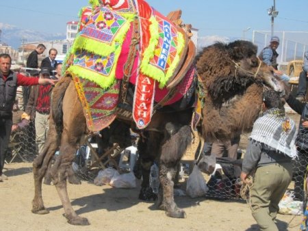 Havran’da Develer Güreş Sahasını Savaş Alanına Çevirdi