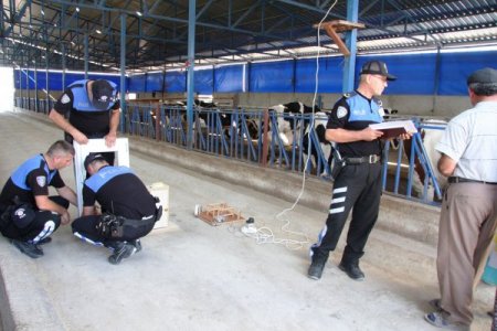 Hayvan hırsızlığını önlemek için polis kapı kapı dolaşıyor