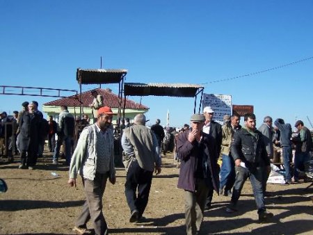 Hayvan Pazarında Kurbanlıklara, Gebelik Muayenesi