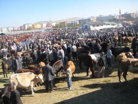 Hayvan Pazarlarında Canlılık Başladı
