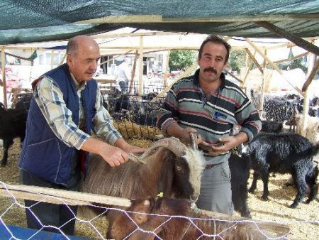 Hayvan Sahipleri Satamamaktan, Vatandaşlar Pahalılıktan Şikayetçi