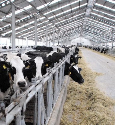 Hayvan Sayısı Azaldı Ama Et Ve Süt Verimi Kültür Irklarıyla Arttı