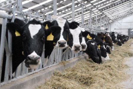 Hayvan Sayısı Azaldı Ama Et Ve Süt Verimi Kültür Irklarıyla Arttı