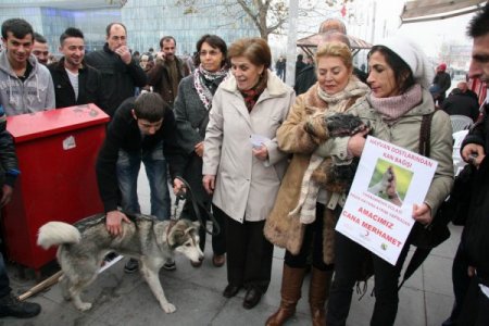 Hayvan severlerden kan bağışı