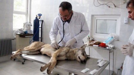 Hayvan ticareti yapanlar ve kaçak avlananlara 611 bin lira ceza kesildi