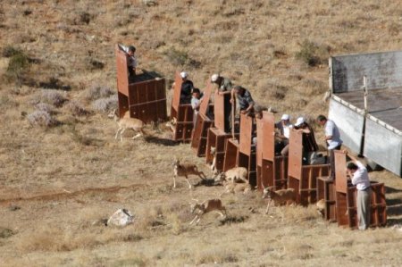 Hayvan ticareti yapanlar ve kaçak avlananlara 611 bin lira ceza kesildi