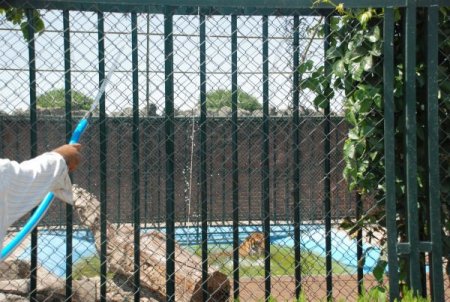 Hayvanat Bahçesinin Sakinleri Fıskiyelerle Serinletiliyor