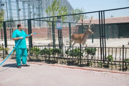 Hayvanat Bahçesinin Sakinleri Fıskiyelerle Serinletiliyor