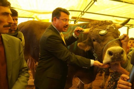 Hayvancılık Genel Müdür Yardımcısı bin 640 kiloluk boğayı inceledi