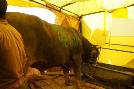 Hayvancılık Genel Müdür Yardımcısı bin 640 kiloluk boğayı inceledi