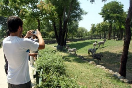 Hayvanlar Su Ve Meyve İle Serinletiliyor