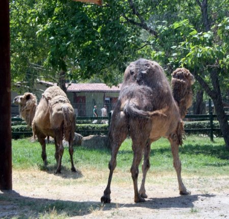 Hayvanlar Su Ve Meyve İle Serinletiliyor