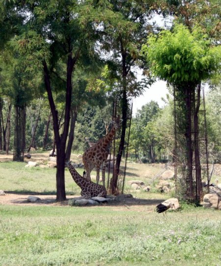 Hayvanlar Su Ve Meyve İle Serinletiliyor