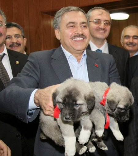 Hayvanlara kötü muamele yapanlara hapis cezası getirecek tasarı Meclis'te