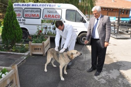 Hayvanları Koruma Günü'nde hayvanlara ücretsiz kuduz aşısı