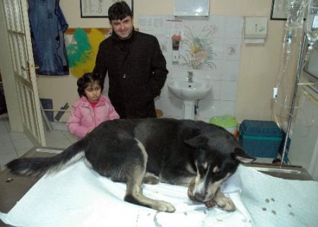 Hayvansever Hakim Devreye Girdi, Ağzına Kemik Takılan Sokak Köpeği Tedavi Edildi