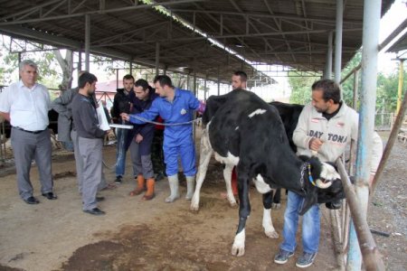 Hendek Belediyesi'nden kurbanlıklara ücretsiz gebelik testi