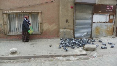 Her Sabah Sokağındaki Kuşları Yemliyor