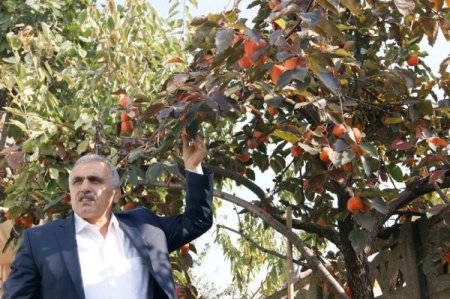 Her yeni doğan çocuk için bir adet Trabzon hurması dikilecek