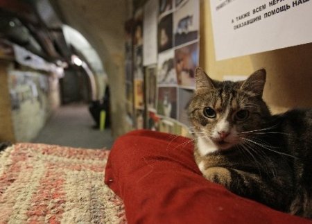 Hermitaj Müzesi’nin kadrolu kedilerine özel kutlama