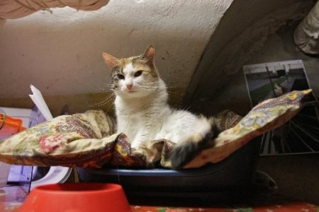 Hermitaj Müzesi’nin kadrolu kedilerine özel kutlama