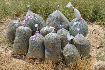 Hint Kenevirini Ayçiçek Tarlasında Yetiştirmişler