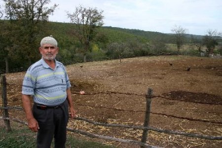 Hırsızlar 13 Büyükbaş Hayvanı Kamyona Yükleyip Götürdü
