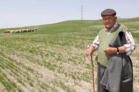 Hırsızlar Koyunları Çaldı, Kuzular Anasız Kaldı