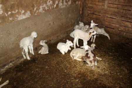 Hırsızlar Koyunları Çaldı, Kuzular Anasız Kaldı