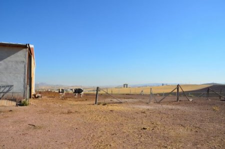 Hırsızlar tel örgüyü keserek koyunları çaldılar