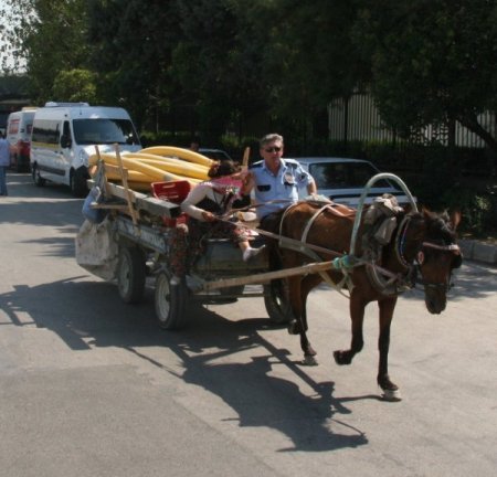Hırsızlık Şüphelileri Yakalandı, At Arabası Polis Kontrolünde Merkeze Getirildi
