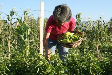 Hobi Bahçelerinde Ürün Yetiştirip Stres Atıyorlar