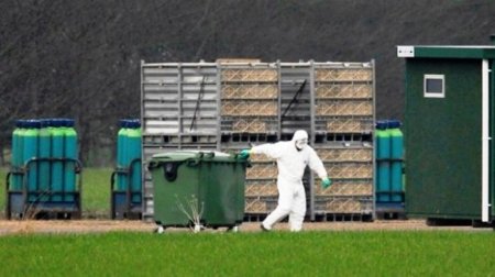 Hollanda'da kuş gribi vakası