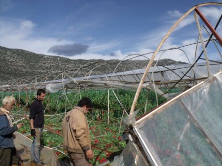 Hortum, Demre'de seraları yıktı