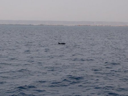 Hurgada'da dalıp Kızıldeniz'in güzelliğini keşfediyorlar