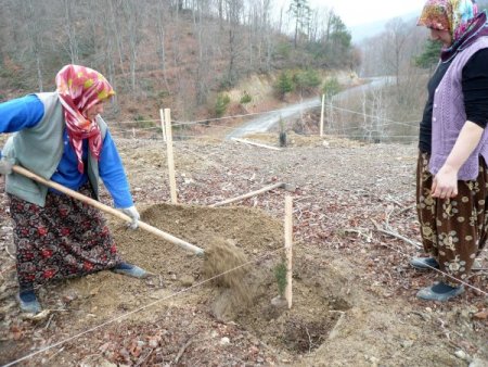 Huzur Derneği Üyeleri Aydınlar Köyü'nde Fidan Dikti