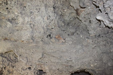 İçkale'de bir kuyuda kemikler bulundu