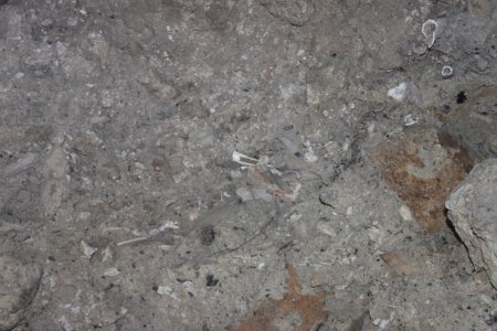 İçkale'de bir kuyuda kemikler bulundu