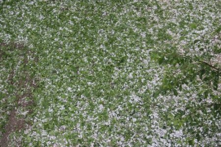 Iğdır'da ceviz büyüklüğünde dolu yağdı