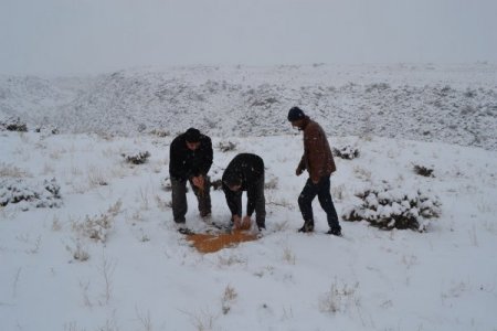 Iğdır'da hayvanların aç kalmaması için doğaya yem bırakıldı