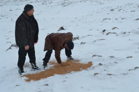 Iğdır'da hayvanların aç kalmaması için doğaya yem bırakıldı