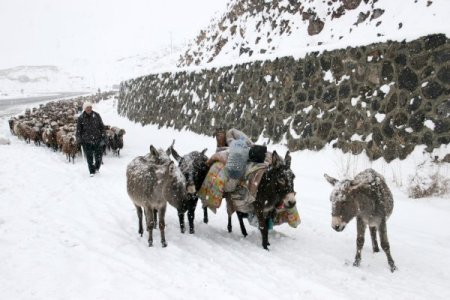 Iğdırlı çobanların zorlu yolcuğu