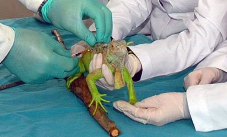 İguana Sahibini Hasta Etti