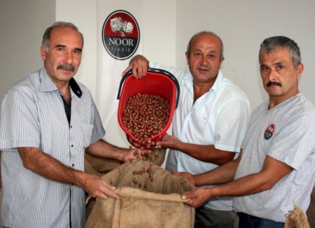İhracatçı, üreticiden ilk fındığı aldı