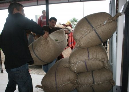 İhracatçı, üreticiden ilk fındığı aldı