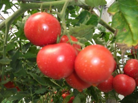 İhraçlık domates dalında 6 lirayı gördü