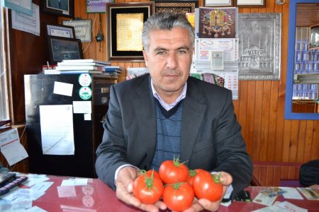 İhraçlık domates dalında 6 lirayı gördü