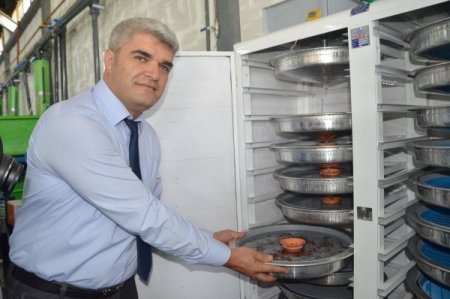 İkçü Su Ürünleri Fakültesi Yüzde 0,7 Tuzlulukta Alabalık Üretti