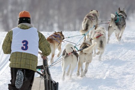 İki hafta sürecek köpek kızak yarışı 